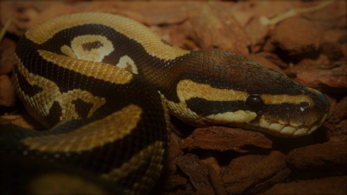 8 Things Every Educator Should Know About Python › ELearn Magazine ...